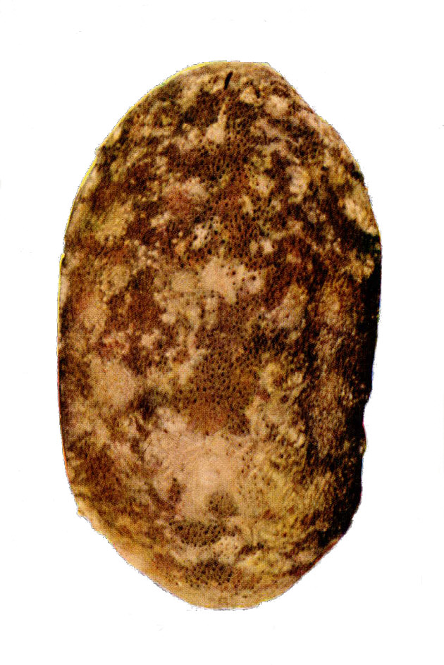 オオバンヒザラガイ