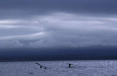 �U�g�E�N�W��