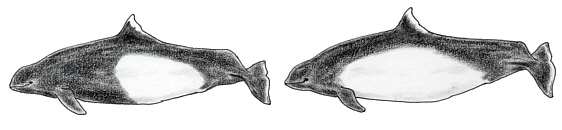 �C�V�C���J