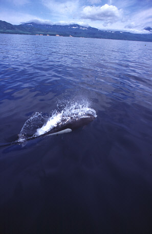 �C�V�C���J