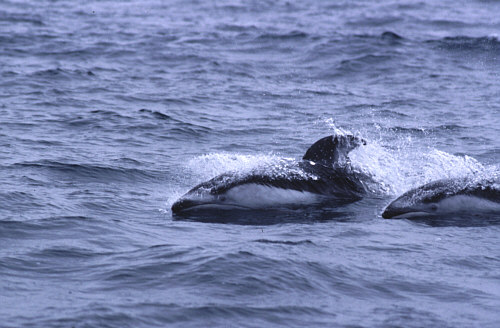 �J�}�C���J