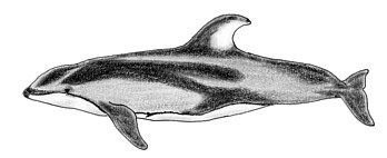 �J�}�C���J