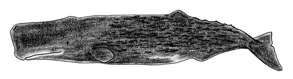 �}�b�R�E�N�W��