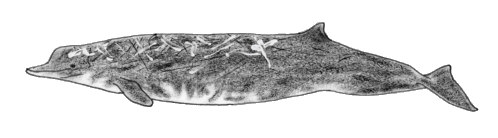 �c�`�N�W��