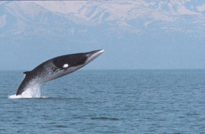 クジラウオッチング