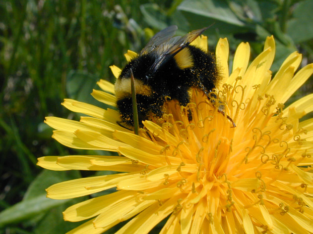 2000年06月20日 ノサップマルハナバチ