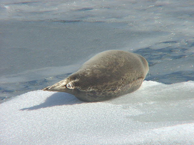 アザラシ 6460 アザラシの赤ちゃん：おもちゃ：百町森