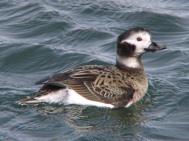2001年03月08日 コオリガモ