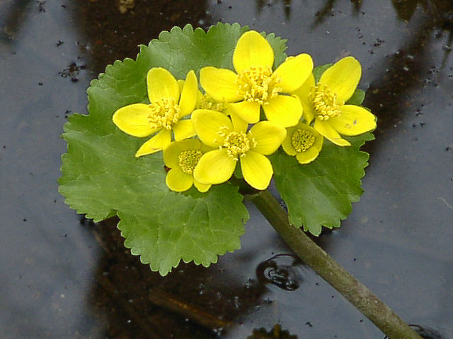 2001年05月09日 エゾノリュウキンカ