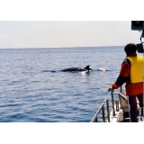 ミンククジラ5月
