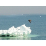 オオワシと流氷2月