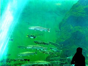サーモン科学館大水槽